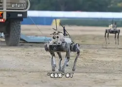 网页版入口-新疆狼群在积雪下挖出一条路的视频
